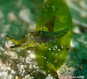 Oxynoe viridis Oxynoe verte - Elysie orange a tache bleu Liwutonkidi Jetty beach-20m-20180604-Denis-ADER-DSC_4135_tn